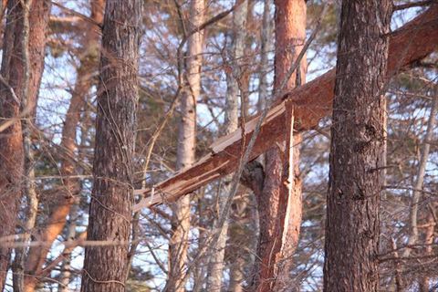 IMG_1299_R.JPG