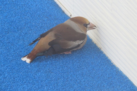 IMG_9211.JPG