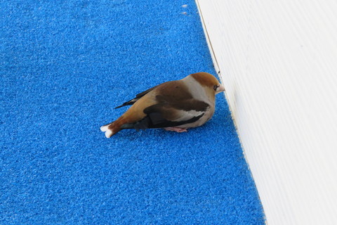 IMG_9212.JPG